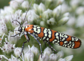 Ailanthus Webworm